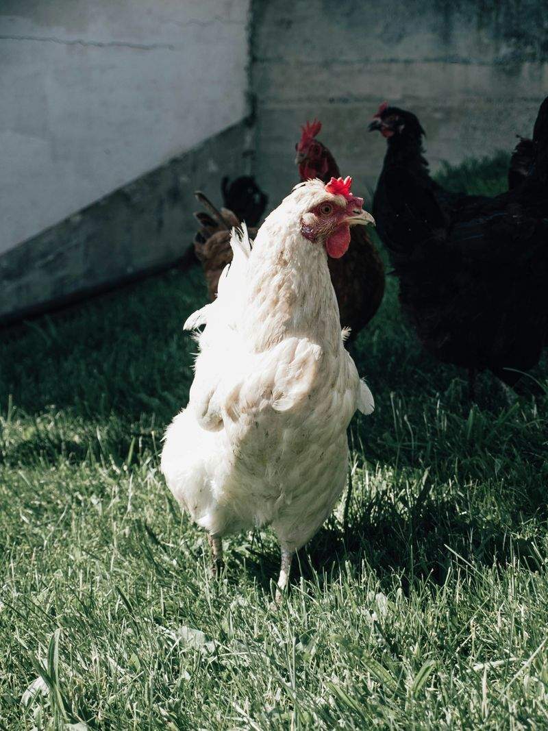 How Nordic Poultry House Supports Healthier Flocks