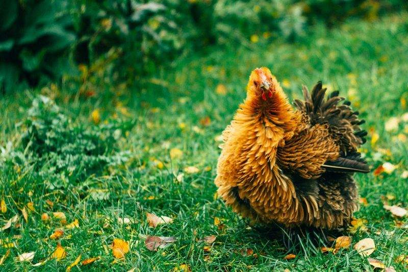 Why Smart Ventilation Matters in Chicken Housing
