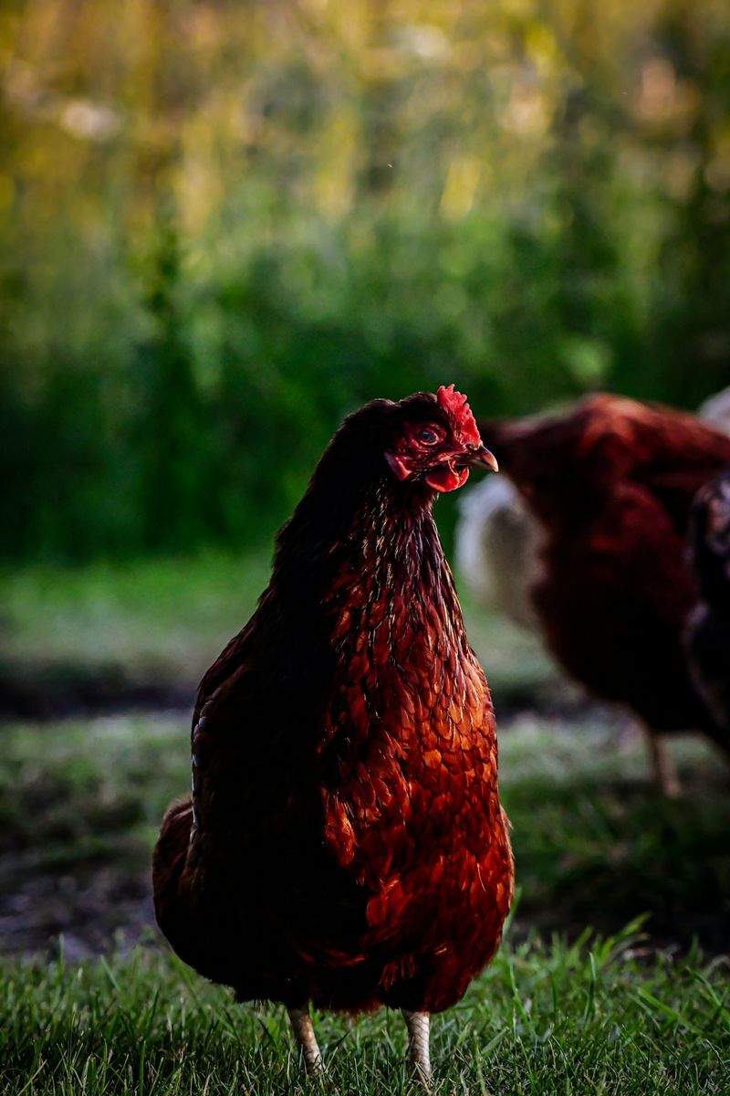 Building a More Efficient Routine for Poultry Farmers