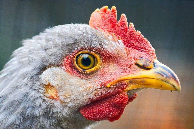 Nordic Poultry House 13