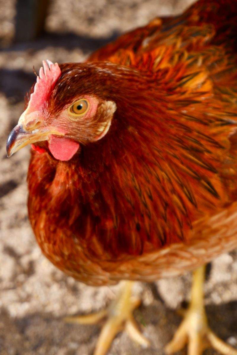 Nordic Poultry House 15