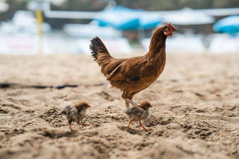 Nordic Poultry House 4