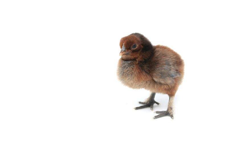 Nordic Poultry House 5
