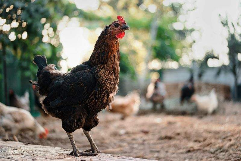 Nordic Poultry House 6