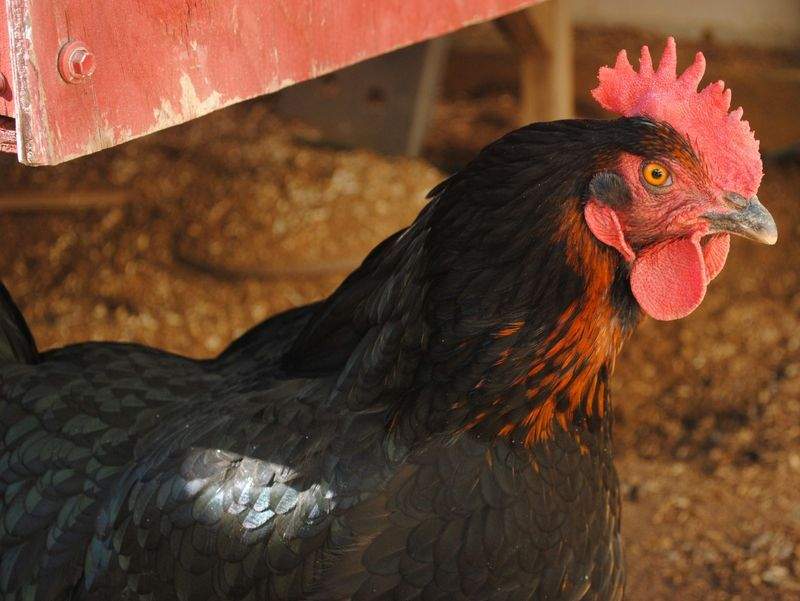 Nordic Poultry House 7