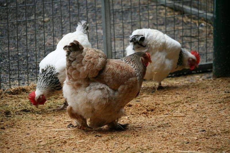 Chicken cuts and portions
